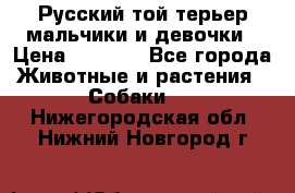Русский той-терьер мальчики и девочки › Цена ­ 8 000 - Все города Животные и растения » Собаки   . Нижегородская обл.,Нижний Новгород г.